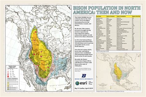 bison population today.